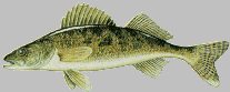 walleye.gif